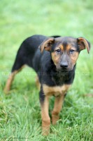 /album/toutous-2014/iria1-jpg/