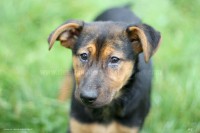 /album/toutous-2014/iria2-jpg/