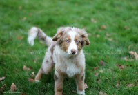 /album/toutous-2014/itan1-jpg/