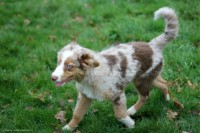 /album/toutous-2014/itan2-jpg1/