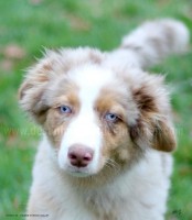 /album/toutous-2014/itan5-jpg1/