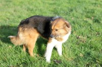 /album/toutous-2014/jack5-jpg/