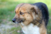 /album/toutous-2014/jack6-jpg/