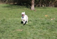 /album/toutous-2014/kaina12-jpg/