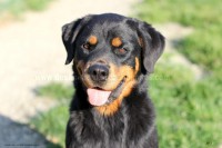 /album/toutous-2014/kalya2-jpg/