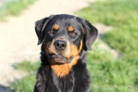 /album/toutous-2014/kalya3-jpg/