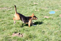 /album/toutous-2014/petunia8-jpg/