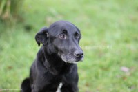 /album/toutous-2014/princesse2-jpg/