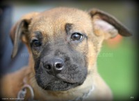 /album/toutous-2014/shadow2-jpg1/