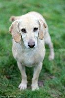 /album/toutous-2014/sushi1-jpg/