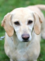 /album/toutous-2014/sushi8-jpg/