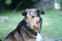 /album/mes-4pattes/img-0310-jpg/