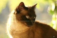 /album/mes-4pattes/img-0332-sci-jpg/