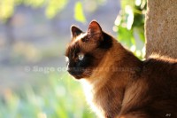 /album/mes-4pattes/img-0347-sci-jpg/