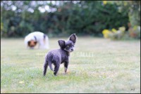 /album/mes-4pattes/img-0449-hdg-jpg/