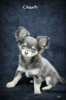 /album/mes-4pattes/img-0524-fili-jpg/