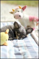 /album/mes-4pattes/img-0539bis-hdg-jpg/