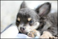 /album/mes-4pattes/img-0554-hdg-jpg/