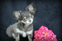 /album/mes-4pattes/img-0562-fili-jpg/