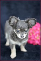 /album/mes-4pattes/img-0564-hdg-jpg/