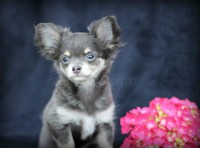 /album/mes-4pattes/img-0571-fili-jpg/