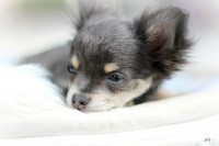 /album/mes-4pattes/img-0580-hdg-jpg/