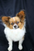 /album/mes-4pattes/img-0736hdg-jpg/