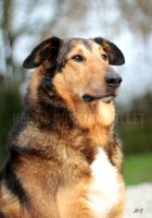 /album/mes-4pattes/mg-0085-hdg-jpg/