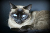 /album/mes-4pattes/img-2326-hdg-jpg/