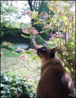 /album/mes-4pattes/img-20141024-102812-hdg-jpg/